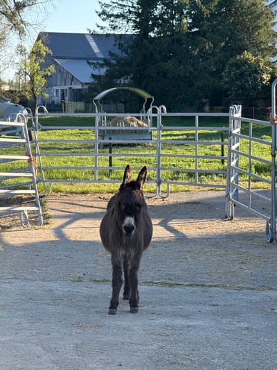 The image presents a dark brown donkey standing on a paved path in a rural setting, identified as Olingen, Luxembourg. The donkey, positioned centrally in the foreground, has a distinctive white patch on its muzzle and appears to be looking directly at the camera.
Behind the donkey, a series of metal livestock gates and fences separate the paved area from a vibrant green grassy pasture. Faintly visible behind these fences in the mid-ground are what appear to be another animal, possibly a sheep or a second donkey, and a round hay bale.
The background is filled with dense green trees and a large, multi-sectioned building featuring a corrugated metal roof, characteristic of a barn or agricultural structure. The paved ground in the foreground and mid-ground shows scattered dry grass and debris.
Long, distinct shadows from the fences and the donkey stretch across the paved surface, indicating either early morning or late afternoon sunlight under clear, bright skies. The scene evokes a peaceful, agricultural atmosphere. No people or visible text are present in the image.