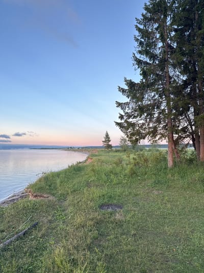 The image shows a serene natural landscape on the bank of a body of water, likely a river or lake, at dusk. The sky exhibits a gradient of soft blues and pinks, indicating the transition from day to night. A gentle mist hovers over the water's surface, creating a diffused reflection of the sky. The shoreline is characterized by a steep, eroded bank covered in lush green grass and scattered debris, including fallen branches. In the foreground, several tall coniferous trees stand prominently on the right side of the frame, their dark green foliage contrasting with the soft sky. Beyond the immediate bank, a flat, grassy field stretches towards the horizon, dotted with a few more trees and shrubs. The overall impression is one of tranquility and natural beauty. There are no people or animals visible in the image, and no man-made structures are apparent, suggesting a remote or undeveloped location. Based on the geographical context of Grigorovskaya, Russia, this scene likely depicts a natural setting along the Volga River or a similar large waterway within the region, characterized by its riverine landscapes and forested areas.