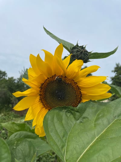 A close-up, vertical shot captures a vibrant sunflower in full bloom, set against a pale, overcast sky. The sunflower dominates the frame, its bright yellow petals radiating outwards from a dark, textured center. A bumblebee, its fuzzy body clearly visible, is perched on the center of the flower, appearing to gather pollen. The intricate pattern of seeds within the sunflower's head is sharply in focus, with a few water droplets adding a subtle sheen.

To the left of the main flower, a tightly closed sunflower bud points upwards, partially obscured by the large, green leaves of the plant. These leaves, characteristic of sunflowers, are broad and textured, with some scattered yellow pollen visible on their surface. In the background, out of focus, are hints of lush green trees and foliage, suggesting a natural, possibly rural setting. The overall impression is one of nature's bounty and the industriousness of its inhabitants, with the cool, muted tones of the sky and background contrasting with the intense yellow of the sunflower.

The image does not contain any explicit information or landmarks that would allow for specific identification of its location within the city of Puhja, Estonia. However, the presence of abundant vegetation and the typical appearance of the sunflower and its environment are consistent with a setting in a region with a temperate climate, such as Estonia.
