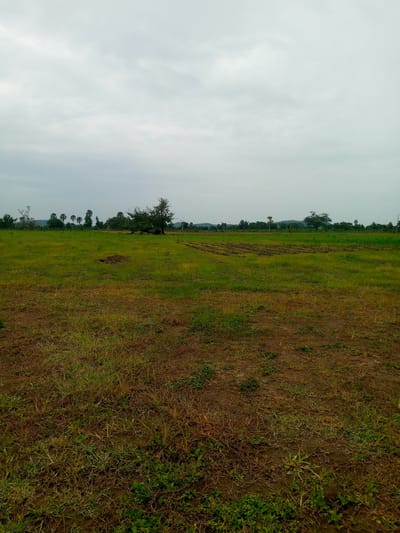 The image depicts a wide, open field with a slightly overcast sky. The foreground is dominated by dry, brown earth with sparse patches of grass. As the field extends into the midground, it transitions into a vibrant green expanse, suggesting it may be a cultivated or recently planted area. Several rows of tilled soil are visible, indicating agricultural activity.
In the background, a line of trees separates the field from a distant landscape of rolling hills, partially obscured by the hazy sky. A few palm trees stand out amongst the other vegetation. The overall scene conveys a sense of rural tranquility. The lighting suggests it is daytime, likely morning or late afternoon, given the soft, diffused light and the muted colors. There are no people or specific objects that are prominent in the scene, making it a landscape-focused image. The weather appears to be cloudy, creating a calm and somewhat somber atmosphere. The location cues point towards a rural setting in Madakiya, Nigeria, characterized by open fields and a gentle, natural topography.