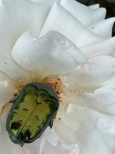 A close-up, high-angle shot captures a metallic green beetle resting on a delicate white rose petal. The beetle's iridescent exoskeleton reflects the light, revealing intricate patterns and textures. Small specks of pollen are visible around the beetle and on the surrounding petals, indicating the flower is in bloom. The soft folds of the rose petals create a gentle backdrop for the vibrant insect. The image appears to be taken in an outdoor setting, likely a garden or natural area within Chuguyevka, Russia.