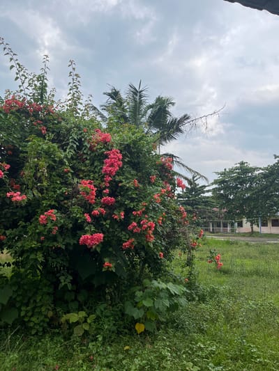 In Tanjong Beurunyong, Indonesia, an outdoor scene is captured under a cloudy sky. A large, lush green bush adorned with bright pink flowers dominates the left side of the frame. Behind the bush, palm fronds are visible, with a cluster of mature green trees further in the background. In the middle distance, a building with a light-colored facade and dark-trimmed windows stands beside a volleyball court, complete with a net and poles. The foreground features a grassy field with patches of green and yellow weeds. The overall impression is of a serene, natural environment adjacent to a functional outdoor space.