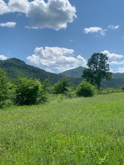 A wide, lush green meadow stretches across the foreground, filled with tall grasses and various wildflowers. In the mid-ground, several clusters of dense green bushes and trees are visible. A solitary, large deciduous tree with a full canopy stands to the right of center, its branches reaching upwards. Behind the meadow and trees, rolling hills covered in dense green forest create a scenic backdrop. The sky above is a bright, clear blue, dotted with fluffy white cumulus clouds. The overall scene depicts a tranquil, natural landscape.