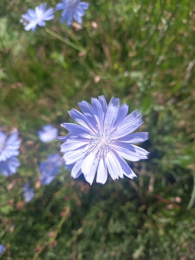 The media file is a close-up, high-angle shot of a single, delicate light purple flower in the center of the frame. The flower has many thin, pointed petals with slightly jagged edges, radiating outwards from a feathery, lighter purple center. The background is a blur of green grass and other out-of-focus blue flowers, suggesting a natural outdoor setting, likely a meadow or field. The lighting suggests it is daytime, with the sun casting a soft glow on the flower. Several other flowers, similar in color and shape to the main subject but smaller and less in focus, are visible in the background. The overall mood is serene and natural. No people, objects, visible text, or specific events are depicted. The location context provided is Sterlibashevo, Russia.