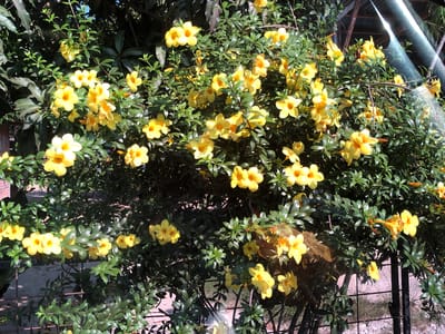 In Rantopanjang, Indonesia, a lush, green bush is heavily laden with bright yellow, trumpet-shaped flowers. The plant's dark green leaves provide a vibrant contrast to the blossoms. Sunlight filters through the foliage, creating dappled light and shadows across the scene. In the background, a rustic, grey metal fence runs horizontally, partially obscured by the dense greenery. Behind the fence, a sun-drenched path or ground is visible. The upper portion of the image reveals parts of a structure with a slanted, grey roof, possibly a greenhouse or shed, covered in a green mesh netting. The overall impression is one of natural beauty and tranquil outdoor scenery.