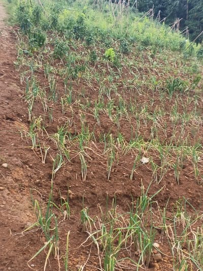 The image displays an agricultural field in Makilala, Philippines, characterized by tilled brown soil supporting rows of young, green plants resembling spring onions or a similar allium species. Many of these plants exhibit signs of yellowing or wilting. The field slopes upward from left to right, with a path visible along the left edge of the foreground. In the background, denser green vegetation covers the ascending terrain, interspersed with what appear to be slender wooden or bamboo support stakes for other crops. No individuals, animals, or explicit actions are depicted. The scene is illuminated by natural light, showing an outdoor, rural agricultural environment.