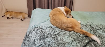 Two corgis are resting in a room. One corgi is lying on a light-colored wooden floor with its eyes closed. The other corgi is curled up on a bed with light blue bedding that has a black tree branch pattern. The room appears to be a bedroom with a wall and curtains visible in the background. There are no people present in the image. The scene is consistent with an indoor domestic setting.
