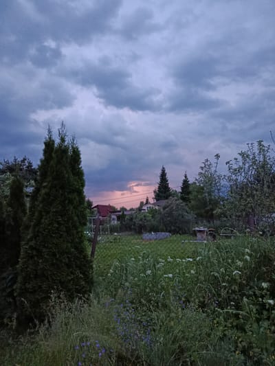 The image depicts a rural landscape in Alferovo, Russia, at dusk. The sky is filled with dramatic, grey clouds tinged with pink and purple hues, suggesting the setting sun. In the foreground, a dense growth of wild grasses, including some with small purple flowers and white clusters, occupies the bottom portion of the frame. A dark green, cone-shaped evergreen tree stands prominently on the left. A wire fence runs horizontally across the middle ground, separating the foreground from a grassy yard. Beyond the fence, a few houses with red roofs and scattered trees are visible. The overall atmosphere is serene and natural, with a touch of dramatic weather. There are no people or animals present in the image.
