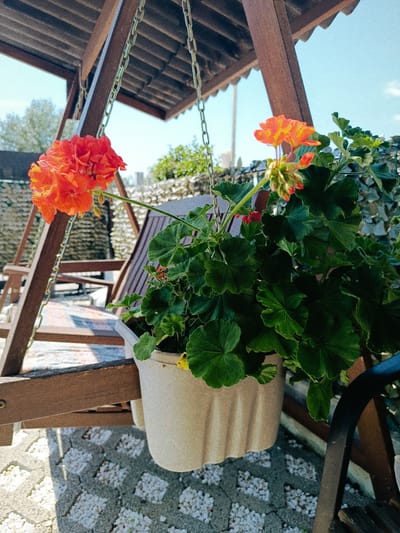 In Rimini, Italy, a cluster of vibrant orange flowers, likely geraniums, blooms from a light-colored planter. The planter is suspended by a chain from the underside of a rustic wooden swing set, suggesting an outdoor setting. The swing set itself is constructed of weathered wood, with chains supporting its roof. Behind the flowers and planter, a wooden swing seat is visible, partially obscured by the greenery. The ground beneath the swing is paved with a decorative pattern of grey stones and white pebbles. In the background, a textured stone wall or fence lines the perimeter of the area. The scene is illuminated by bright sunlight, casting shadows and highlighting the textures of the objects. The sky above is a clear, pale blue, indicating a pleasant day. No people are present in the frame.