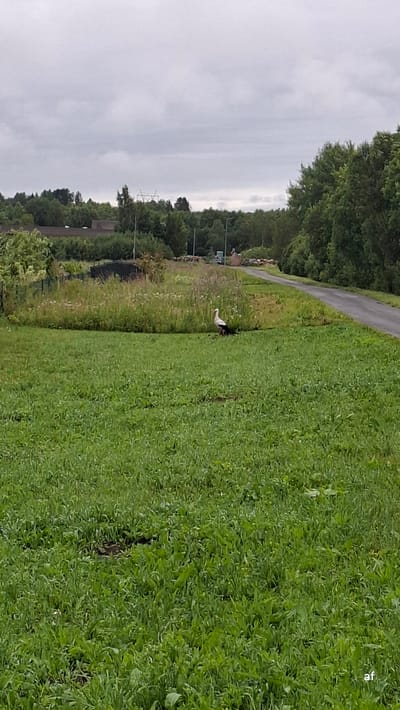 The image depicts an outdoor scene in Alliku, Estonia, characterized by a cloudy sky. In the foreground, a large expanse of green grass dominates the frame. To the right, a paved pathway curves into the distance. In the middle ground, a white stork with black wing markings stands in a patch of taller, wilder vegetation. The background features a line of dense green trees, with a glimpse of a power line structure visible above them. Several structures, possibly houses or outbuildings, are nestled amongst the trees. The overall atmosphere is one of a rural or semi-rural environment under overcast weather conditions.