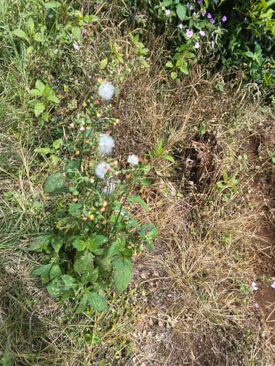 A patch of greenery thrives amidst dry grasses. At the center, a plant with textured green leaves sends up tall stalks topped with fluffy white seed heads and clusters of small buds. To the right, a dark, decaying root ball lies surrounded by brown stalks. Other plants with small purple flowers and wide leaves dot the scene, providing contrast to the predominantly dry landscape.