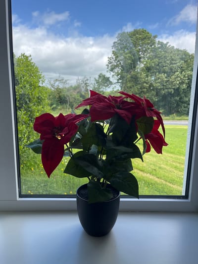 A close-up, eye-level shot shows a black pot with a red poinsettia plant sitting on a white windowsill. Through the window, a lush green field with yellow wildflowers and a dirt path is visible, bordered by trees. The sky above is blue with scattered white clouds. The scene is set in Tyrrellspass, Ireland.
