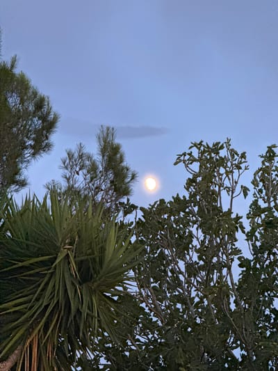 The image shows a twilight sky with a full moon visible through the branches of several trees. The vegetation includes a large yucca plant in the foreground on the left, with spiky green leaves. To the right and behind the yucca are leafy trees, possibly fig trees, with many branches and leaves. Pine trees with needles and cones are also visible in the background. The sky is a pale blue, transitioning to a lighter shade near the horizon, with a thin, wispy cloud near the moon. The moon is a bright, full circle, emitting a soft glow. The scene appears to be an outdoor setting, likely in a garden or natural area, possibly in the vicinity of Santa Margalida, Spain, given the type of vegetation. No people or animals are present. The image is focused on the natural elements and the celestial body.