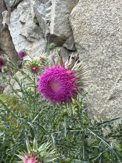 This media file captures a close-up, high-angle view of a vibrant purple thistle flower in bloom, set against a backdrop of rough, grey stones. The thistle's intricate, spiky petals are a striking fuchsia, with a lighter, almost white center. Several other smaller, unopened thistle buds, some with hints of purple and green, are scattered around the main bloom, along with spiky green leaves and stems. The stones, likely part of a wall or natural rock formation, are varied in size and texture, with some appearing smooth and others more jagged. The lighting suggests it is daytime, possibly late morning or early afternoon, with natural sunlight illuminating the scene. There are no people or animals visible, and no text is present. The overall impression is one of wild nature juxtaposed with rugged stonework, possibly in a mountainous or rural setting. The location context of Verkhnyaya Balkariya, Russia, aligns with this interpretation, suggesting a natural landscape where such plants might thrive.