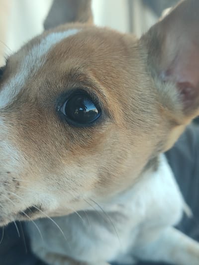 The image is a close-up, eye-level, portrait-style photograph of a dog's face, focused on its left eye. The dog appears to be a small breed, with tan and white fur. Its fur is short and dense, with a prominent white stripe running vertically down its forehead. The dog's left eye is dark brown and reflective, showing a blurred reflection of what appears to be a person holding a phone or camera, and a hint of an outdoor scene. The dog's ear is visible at the top right of the frame, and its snout and whiskers are partially visible on the left. The background is out of focus, with muted tones of grey and white, suggesting an indoor setting or possibly a car interior. There is no visible indication of the city of Santa Lucía de Tirajana, Spain, or any specific environmental context that would place it there. The image is static and shows no action or interaction other than the dog's gaze.
