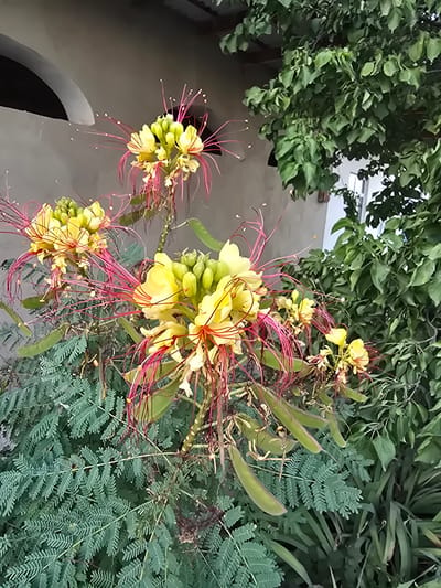 In Yangi Nishan, Uzbekistan, a close-up shot captures a vibrant flowering plant with delicate yellow petals and striking crimson stamens. The plant's fern-like green foliage fills the foreground, creating a lush backdrop. In the mid-ground, clusters of these unique flowers bloom, their intricate structures highlighted against a neutral-toned wall with a curved opening. Behind the plant, dense green foliage from another tree branches out, partially obscuring a white structure and roofline, suggesting an outdoor setting adjacent to a building. The image is taken outdoors during daylight, with natural light illuminating the scene.