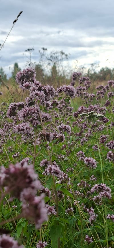 The image shows a close-up view of a field of flowering oregano plants in Vihi, Estonia. The plants have small, pinkish-purple flowers clustered at the tops of their stems. The field is lush with green foliage and other wild grasses. In the background, there are trees and a cloudy sky. The focus is on the oregano, with some plants appearing blurred in the foreground and others sharper in the mid-ground. There are no people or animals visible in the scene. The overall impression is of a natural, rural setting during the daytime.