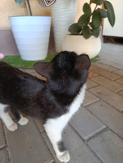 A black and white cat is standing on a paved surface, possibly a patio or walkway, in front of a light-colored building with textured walls. To the left of the cat, a large white cylindrical planter is visible, with a patch of green artificial turf in front of it. Behind the cat and to the right, a potted plant with dark green leaves is situated in a rounded, textured white pot. The cat is facing away from the camera, with its head turned to the right, looking towards the potted plant. The paving stones are rectangular and laid in a pattern. The overall environment suggests an outdoor residential or commercial space.