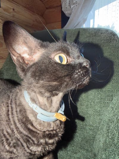 A black Rex cat with distinctive curly fur and large ears is seen in profile, looking to the right. It is wearing a light blue collar with a gold-colored clasp. The cat is sitting on a green, textured surface, possibly a chair or sofa. In the background, a wooden wall is visible on the left, and a window with sheer white curtains is on the right. Sunlight streams in through the window, casting a shadow of the cat on the green surface. The scene is indoors. There is no indication of the city of Simonikha, Russia in the image.