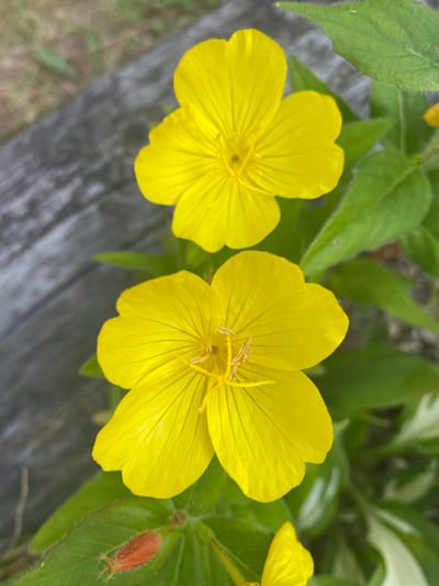 This media file is a close-up, eye-level shot of two bright yellow flowers in bloom. The flowers have four petals each, with prominent veins running through them. The stamens and pistils are visible in the center of the flower on the right. The flowers are surrounded by green leaves, some of which are blurred in the background. To the right of the flowers, a single red-orange bud is visible, covered in fine white hairs. In the bottom left and center of the image, a weathered, gray wooden surface is visible, suggesting the flowers are growing near a wooden structure, possibly a fence or railing. The lighting suggests it is daytime, and the focus on the flowers indicates a nature or garden setting, likely in the Town of Peru, United States of America. No people, text, or specific events are depicted. The image evokes a sense of natural beauty and tranquility.