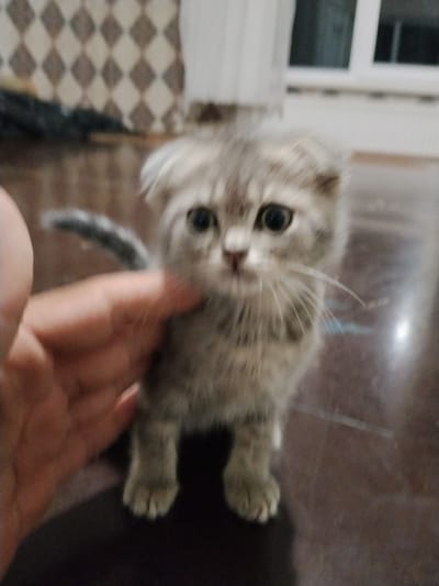 In the city of Vperyod, Russia, a close-up, slightly blurry photograph captures a tabby kitten being petted by a human hand. The kitten, with its characteristic folded ears and striped fur, is the central subject. Its large, dark eyes gaze forward, appearing slightly apprehensive. The hand, positioned on the left side of the frame, gently strokes the kitten's cheek and neck, implying a moment of interaction and affection.
The background of the image is dimly lit and out of focus, showing a patterned wall with diamond shapes in shades of brown and beige. To the right, a hint of a window with white framing suggests an indoor setting, likely a residential interior. The floor is a dark, polished surface, reflecting the ambient light. The overall impression is of an intimate moment between a person and a young cat in a domestic environment.