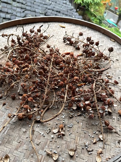 The image displays a close-up view of dried plant material on a round, woven bamboo tray, situated in the city of Gongtan, China. The light brown bamboo tray features a distinct crisscross weave and a darker wooden rim. Piled upon the tray are numerous dried, intertwining brown stems supporting clusters of small, ribbed, reddish-brown seed pods. Many of these pods are split or open, revealing small, light grey, spherical seeds or internal structures. A notable quantity of these light grey seeds and various fragments of the dried pods are scattered directly on the bamboo surface, particularly towards the lower right of the frame. The background to the upper left shows a dark grey, possibly tiled, rooftop. To the upper right, out-of-focus green foliage is visible, with blurred traditional architectural elements discernible beneath it, indicating an outdoor setting within the historic townscape of Gongtan. No individuals or direct actions are depicted.