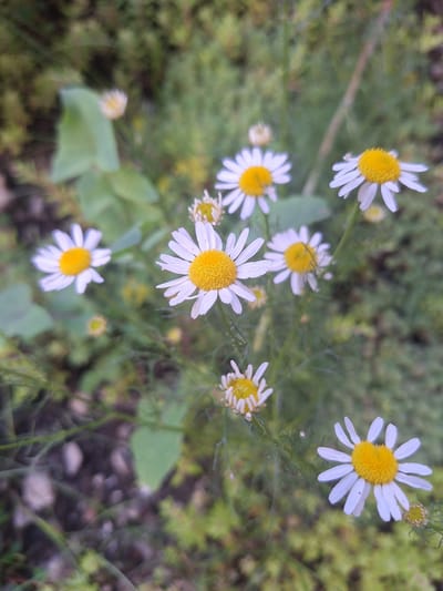 A close-up, slightly blurred, vertical shot captures a cluster of white daisies with yellow centers against a green, out-of-focus background. The daisies are at various stages of bloom, with some fully open and others budding. The foliage is a mix of green leaves and thin, reedy stems. The overall impression is of a natural outdoor setting, possibly a field or garden. There are no people or animals visible in the image. The lighting appears to be natural daylight. The image is static and does not depict any action.