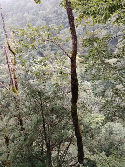 The image depicts a dense forest landscape, likely in a hilly or mountainous region. The foreground is dominated by the dark, moss-covered trunk of a mature tree, with its branches extending upwards and outwards. To the left, another thinner, bare tree trunk is visible, also with some moss growth. In the midground and background, the scene is filled with a multitude of trees of varying heights and foliage densities, creating a layered effect. The leaves of the trees are predominantly green, with some appearing lighter or yellowed, suggesting a mix of species or possibly a change in season. The overall atmosphere is subdued, possibly due to overcast weather or mist, which softens the edges of the distant trees and lends a slightly muted tone to the entire scene. There are no people or visible human-made structures in the image. The image is an outdoor shot, focusing on natural elements and the texture and depth of the forest environment.