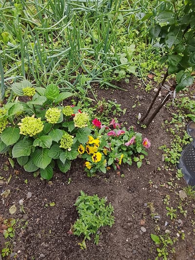 This media file presents a detailed view of a vibrant garden bed, likely situated in Assinovskaya, Russia. The scene is filled with various healthy plants growing in dark, moist soil, scattered with small stones and organic debris.

In the upper and left sections, a dense patch of tall, slender green onions or scallions stands prominently, their vertical leaves creating a rich green texture. Below these, a large hydrangea plant occupies the mid-left, characterized by numerous light-green, compact flower buds that are yet to open, surrounded by lush, broad green leaves with visible veins.

Adjacent to the hydrangea, a colorful cluster of pansies or violas brightens the scene with blooms in shades of yellow (many with dark centers), pink, and red. To their right, a young tree or shrub with smooth, dark branches is visible, its trunk secured with a white tie, and its dark green leaves extending into the upper right corner of the frame.

Towards the bottom center and right, a smaller, bushy plant with light green leaves, possibly basil or another herb, thrives close to the ground. Throughout the garden, scattered smaller green sprouts and weeds suggest natural growth. A fragment of a black plastic object, possibly a pot or border, is visible on the far right edge. The lighting suggests an overcast daytime, providing soft, diffused illumination without harsh shadows. There are no people or discernible text in the image.