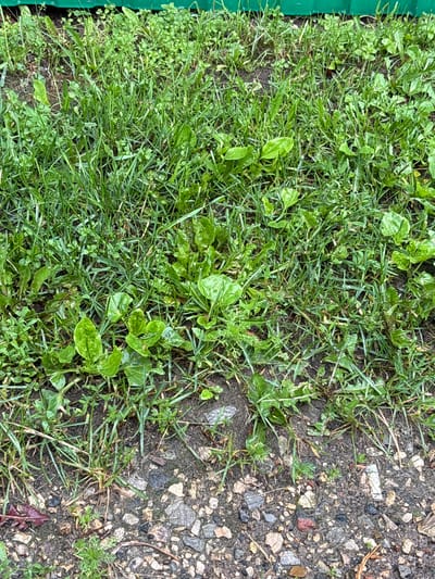 The image depicts a close-up view of overgrown grass and weeds growing along the edge of a paved surface, likely a sidewalk or path. The vegetation is a mix of different green plants, with some appearing damp. The ground beneath the vegetation is a mixture of dark soil and gravelly stones, with some small debris visible. In the background, a green metal fence or barrier is partially visible. The scene appears to be an outdoor urban environment in Sernur, Russia, likely a neglected or unkempt area. There are no people or animals visible in the image. The lighting suggests it is daytime, possibly overcast due to the even illumination and lack of strong shadows.