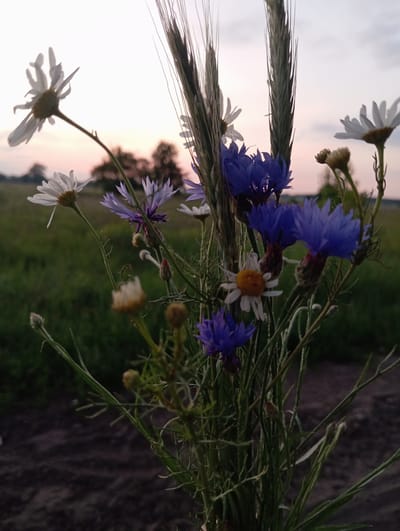 A close-up, low-angle shot captures a bouquet of wildflowers, primarily cornflowers and daisies, interspersed with stalks of grain. The flowers are in the foreground, with the cornflowers being a vibrant blue and the daisies white with yellow centers. Some of the cornflowers are in bloom, while others are still buds. The bouquet is held against a blurred background of a field at dusk, with trees visible in the distance. The sky above is a pale gradient of pink and white, suggesting the transition from sunset to twilight. The overall impression is one of natural beauty and a peaceful rural setting, likely in or near Wiktorów, Poland.
