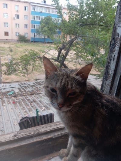 A tabby cat with stripes of brown and grey is lying on a wooden surface, looking down and to the right. The cat's head is partially visible, with one ear perked up and its eyes half-closed. The background is a blurred scene of greenery, a building with blue and beige siding, and a corrugated metal roof. There is some laundry hanging on a clothesline, including a striped garment. The overall lighting suggests it might be daytime, possibly overcast due to the lack of harsh shadows. The image appears to be taken from a high vantage point, looking downwards. No visible text is present in the image. The setting suggests an outdoor urban or semi-urban environment.