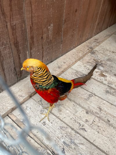 An overhead shot captures a vibrant male Golden Pheasant (Chrysolophus pictus) standing on a wooden surface, likely the floor of an enclosure, in Timofeevka, Russia. The pheasant, positioned diagonally across the frame, displays its striking plumage. Its head is crowned with a brilliant golden-yellow crest, and its face features a distinct yellow eye and a pale yellow beak. The neck and upper back exhibit a unique pattern of black and gold-barred feathers, while its lower back and underparts are a rich, fiery red. A long, patterned brown and black tail extends behind it.
The wooden floor beneath the bird is composed of two different types of planks. To the left, the planks are a darker, reddish-brown, appearing somewhat smoother. To the right, the planks are lighter, greyish-brown, and show significant wear, dirt, and debris, suggesting a well-used animal habitat. Part of a blurred wire mesh or fence is visible in the lower right foreground, reinforcing the impression of an enclosure. The pheasant appears to be looking downwards, possibly foraging or simply observing its surroundings. The lighting suggests natural daylight. No text is visible in the image.