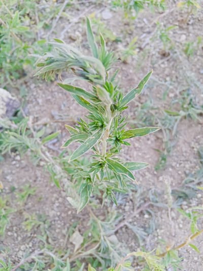 The image shows a close-up, overhead view of a green plant with a thin stem and narrow, pointed leaves. The plant is growing in dry, sandy soil with scattered pebbles and other sparse vegetation in the background. The focus is on the central part of the plant, which appears to be branching and has small, tightly clustered leaves or buds at the tips. Some of the leaves have a lighter edge, possibly due to a dusty coating or slight wilting. The background is soft and out of focus, suggesting a shallow depth of field. The lighting appears natural, indicating daytime. There are no people or animals visible. The overall scene depicts a hardy plant in a dry, possibly arid or semi-arid environment. Given the location context of Raygorodok, Kazakhstan, the setting is likely a natural outdoor landscape in this region.