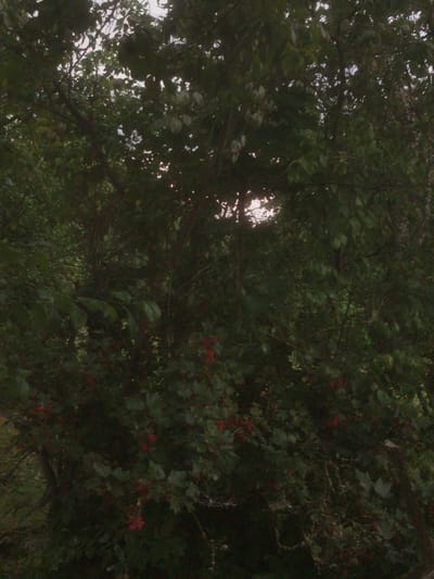 A dense, dark green foliage of trees and bushes fills the frame. There are clusters of small red berries visible throughout the lower portion of the image, interspersed with green leaves. The sky is barely visible through the canopy, appearing overcast and bright. The image appears to be a close-up shot of a natural environment, likely a park or garden, with no signs of human activity or urban structures. The overall impression is one of lush, overgrown nature.