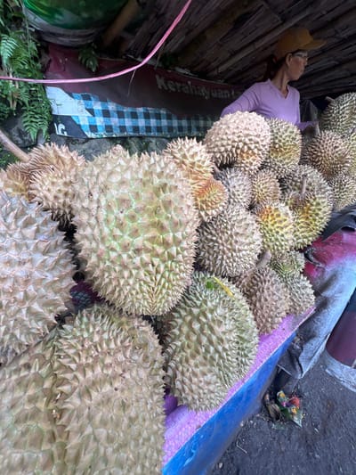 An outdoor vendor stall in Ambengan, Indonesia, is depicted, featuring a substantial quantity of durian fruits. Approximately thirty durians, varying in size from large to small, with characteristic spiky, pale green to yellowish-brown exteriors, are displayed prominently on a surface covered by purple and blue tarpaulin.
Behind the durians, a female individual is partially visible from the chest up, wearing a light purple long-sleeved shirt and a tan baseball cap. She also wears glasses and is looking towards the right side of the frame.
The stall is covered by a low-hanging roof constructed of woven, possibly thatched, material supported by wooden beams. A banner runs along the back of the stall, featuring a blue and white checkered pattern on the left and dark red text, partially visible as "Kerahayuan," against a dark background on the right. Green foliage, resembling ferns, grows on the far left side, behind the banner. A pink string or cord hangs from the roof structure. The ground beneath the stall is dark, with a small traditional offering, likely a canang sari, visible on the right side.