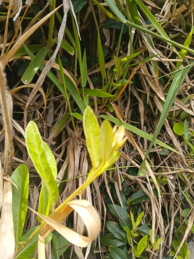 The scene, located in ឃុំ ផាត់សណ្ដាយ, Cambodia, depicts a close-up view of mixed ground-level vegetation under natural lighting. In the immediate foreground, a single plant stem with distinct yellowish-green, elongated leaves extends diagonally upwards from the lower left, with its apical portion appearing out of focus. A prominent, textured, light green leaf is partially visible on the left side of the foreground plant. The background is densely populated with an interwoven mass of plant material, primarily consisting of numerous dried, light brown, and pale yellow blades of grass and deciduous foliage. Interspersed throughout this decaying matter are scattered strands of vibrant green grass and small clusters of darker green, broad-leafed plants, indicating active growth. No human subjects, animals, or artificial objects are present. No actions or interactions are depicted.