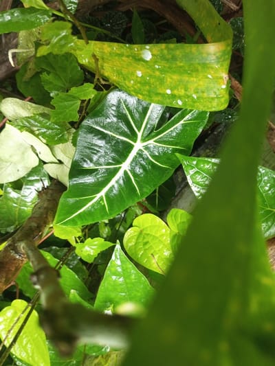 The image presents a close-up view of a vibrant assortment of green foliage, strongly suggesting a lush, tropical environment like Seetha Eliya, Sri Lanka. Many of the leaves appear wet and glistening, indicative of recent rain or high humidity.
The central focus is a distinct, dark green leaf with prominent, bright white veins that form an intricate pattern across its surface. Above this, a contrasting yellowish-green leaf with scattered white spots is visible. To the left and below, several lighter green, heart-shaped leaves add to the variety, alongside a paler, almost white leaf in the mid-ground. A blurry, bright green leaf occupies the immediate foreground on the right, creating a sense of depth.
A out-of-focus tree branch or stem cuts diagonally across the middle-left of the frame, partially obscured by the dense plant life. The background consists of darker, less defined foliage. No human activity or specific events are depicted, nor is there any visible text. The lighting appears soft and diffused, possibly from an overcast sky or a shaded area, which enhances the rich textures and colors of the diverse plant life. The scene is a tranquil and natural snapshot of a verdant landscape.