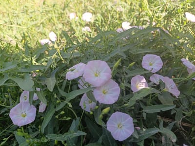 The image shows a cluster of pale pink bindweed flowers with green leaves and stems. The flowers are funnel-shaped with five petals. Some buds are also visible. The background consists of out-of-focus greenery, suggesting an outdoor environment. The image was taken in Нуъмон Розиқ, Tajikistan.