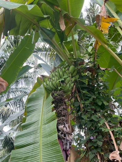 This image depicts a cluster of green, unripe bananas hanging from a banana plant in Desa Batu Layar, Indonesia. The banana bunch is positioned towards the upper-center, with individual bananas appearing firm and uniformly green. Below the fruit, the fibrous, dried remnants of the banana stem and a shriveled, purple banana blossom are visible. Large, verdant banana leaves dominate the foreground and background, with one prominent leaf extending from the lower-left towards the center, partially obscuring the lower stem. To the right of the banana cluster, dense climbing vines with smaller green leaves are intertwined with the banana plant, featuring small dark berries and at least one purple flower. In the background, the distinctive fronds of palm trees are discernible through the foliage, under a bright, overcast sky. No individuals, actions, or interactions are present. The scene is static, showcasing lush tropical vegetation.