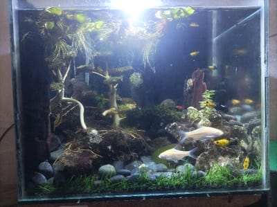 The image depicts a meticulously arranged aquatic environment within a clear glass aquarium, located in Pasir Muncang, Indonesia. The scene is brightly illuminated from directly above by a single light source, casting strong light and reflections onto the water surface.
The aquarium contains clear water with various aquatic life and decorative elements. Numerous green floating plants with visible root systems extend downwards from the water surface across the upper portion of the tank. Several small, bright yellow fish, identified as possibly Molly fish, are dispersed throughout the upper and mid-levels of the water column. A single small, reddish-orange fish is observed near the center-right. In the lower-mid section, two larger, silvery-white fish with prominent fins are swimming horizontally.
The hardscape consists of multiple pieces of driftwood and various rocks. On the left side, a light-colored, gnarled piece of wood or root, resembling a stylized tree trunk, rises from the substrate. Towards the center-left, a multi-tiered, darker wood structure, reminiscent of a miniature bonsai tree, is adorned with patches of green moss or small plants. On the right, an upright, dark brown piece of driftwood serves as a central element. The substrate is composed of numerous smooth, rounded pebbles and small rocks, varying in color from dark grey to light grey. The foreground is carpeted with a dense growth of short, bright green grass-like aquatic plants. Sections of dark green moss or compact plants are arranged over rocks and wood throughout the mid-ground, creating naturalistic formations.
No human subjects are visible. The environment immediately surrounding the aquarium is largely obscured, though a dark vertical surface is partially visible on the far left, and a subtle green hue appears on the far right edge, possibly from an external object or reflection. The aquarium rests on a dark, flat surface.