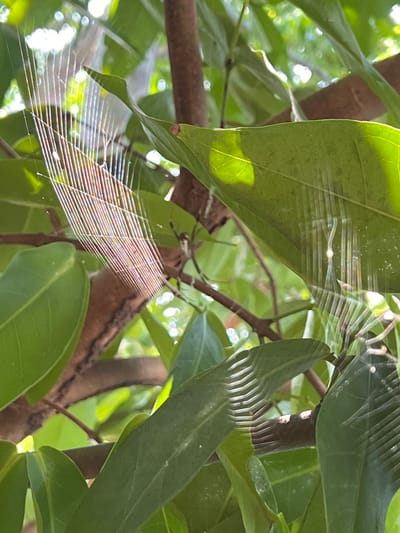 The image shows a close-up view of a spiderweb stretched between branches and leaves of a tree. Sunlight filters through the leaves, illuminating the delicate silk threads and casting dappled light on the scene. A spider, partially obscured by foliage, is visible within the web. The background is a blur of green leaves and bright highlights, suggesting an outdoor environment. This photograph was taken in Suối Tân, Vietnam, likely in a garden or natural setting.
