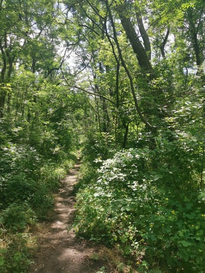 A dirt path winds through a dense, green forest in the city of Vilne, Ukraine. Sunlight filters through the canopy of lush trees, dappling the path with light and shadow. The path is narrow and uneven, with dry leaves and twigs scattered across its surface. The surrounding vegetation is thick and overgrown, with a variety of plants and bushes crowding the edges of the path. The air appears still and quiet, suggesting a secluded and peaceful natural setting. There are no people or animals visible in the scene.