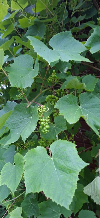 A close-up, low-angle shot captures a cluster of unripe green grapes surrounded by lush green leaves and vines. The grapes are small and round, with some appearing almost spherical, while others are slightly oblong. They are clustered together on reddish-brown stems, some of which are curled into tendrils. The leaves are broad and lobed, with visible veins and some showing a slight sheen, possibly from dew or rain. The background is a blur of green foliage and dark, indeterminate shapes, suggesting a dense growth of plants. The overall impression is one of natural abundance and growth. The location is identified as being in the city of Orissaare, Estonia.