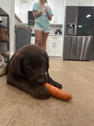 In a kitchen in West Palm Beach, Florida, a brown Labrador puppy lies on a wooden floor, chewing on a carrot. The puppy is in the foreground of the image, with its head resting on the carrot. In the background, a woman in a blue t-shirt and white shorts stands near a stainless steel refrigerator and white kitchen cabinets. A shelf unit with shoes is visible on the left side of the image. The kitchen appears clean and modern.