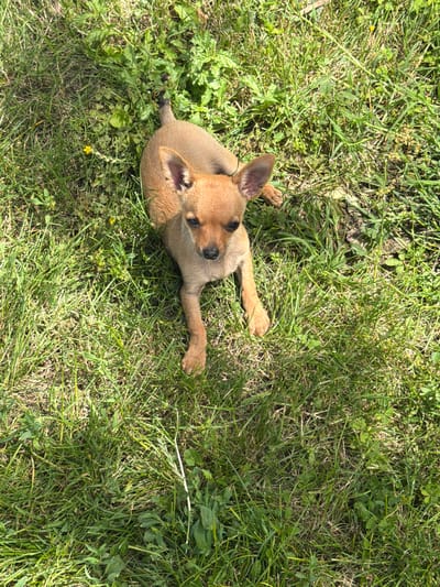 A tan Chihuahua puppy lies on its side in a grassy area with clover and scattered yellow wildflowers. The puppy is facing the camera with its head slightly tilted. Sunlight casts shadows on the grass. The scene is located in the village of Selanovtsi, Bulgaria.
