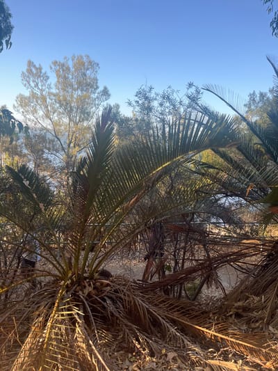 The image displays a natural outdoor scene in Applecross, Australia, under a clear, light blue sky during daylight hours. The foreground is occupied by several low-lying, palm-like plants, exhibiting both dark green fronds and a significant accumulation of dry, brown fronds at their bases and on the leaf-strewn ground. Dense, scrubby vegetation and various trees, some with lighter green foliage, form the midground. Partially obscured by this vegetation, a light-colored metal fence or railing runs horizontally. In the background, beyond the trees, a body of calm water, consistent with the Swan River, is visible under the bright sky. Strong sunlight illuminates the scene from the upper left, highlighting the foliage. No discernible individuals, specific actions, or interactions are present within the frame.