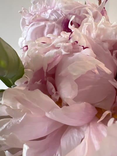 This close-up, high-angle shot captures the delicate petals of several pink peonies. The flowers fill the frame, with a few green leaves visible at the top. The petals are soft and layered, displaying a range of light pink hues with some darker, magenta accents around the edges of a few petals. The lighting is soft and diffused, suggesting an indoor setting or an overcast day. The focus is sharp on the intricate details of the petals, highlighting their translucent quality and subtle textures. There is no discernible text in the image. The scene evokes a sense of natural beauty and tranquility.