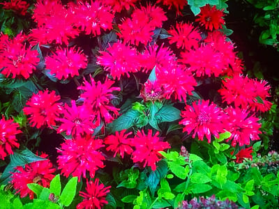 The image is a close-up, eye-level shot of a dense cluster of bright pink Monarda flowers, also known as Bee Balm. The flowers have a distinctive spiky appearance with numerous thin petals radiating outwards from a central core. They are interspersed with dark green leaves and smaller, bright green foliage. The lighting suggests an outdoor setting, likely a garden. There are no people or animals visible in the image. The image does not provide any information or context related to Shakhovskaya, Russia.