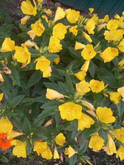 This media file captures a close-up view of a cluster of bright yellow flowers with green foliage. The flowers are in various stages of bloom, with some fully open and others still in bud. Their petals are delicate and crinkled, with visible veins. Some of the flowers appear to be on tall stems, while others are nestled closer to the ground. Among the yellow flowers, a single vibrant orange flower is visible, adding a contrasting pop of color. The background is a blur of greenery and hints of darker earth or ground cover, suggesting an outdoor setting. There is no visible text in the image. The lighting suggests it could be daytime, with no strong shadows indicating harsh sunlight. The overall impression is one of natural beauty and the abundance of blooming flora. The location context provided is Sterlibashevo, Russia, which implies this is likely a scene from that region.